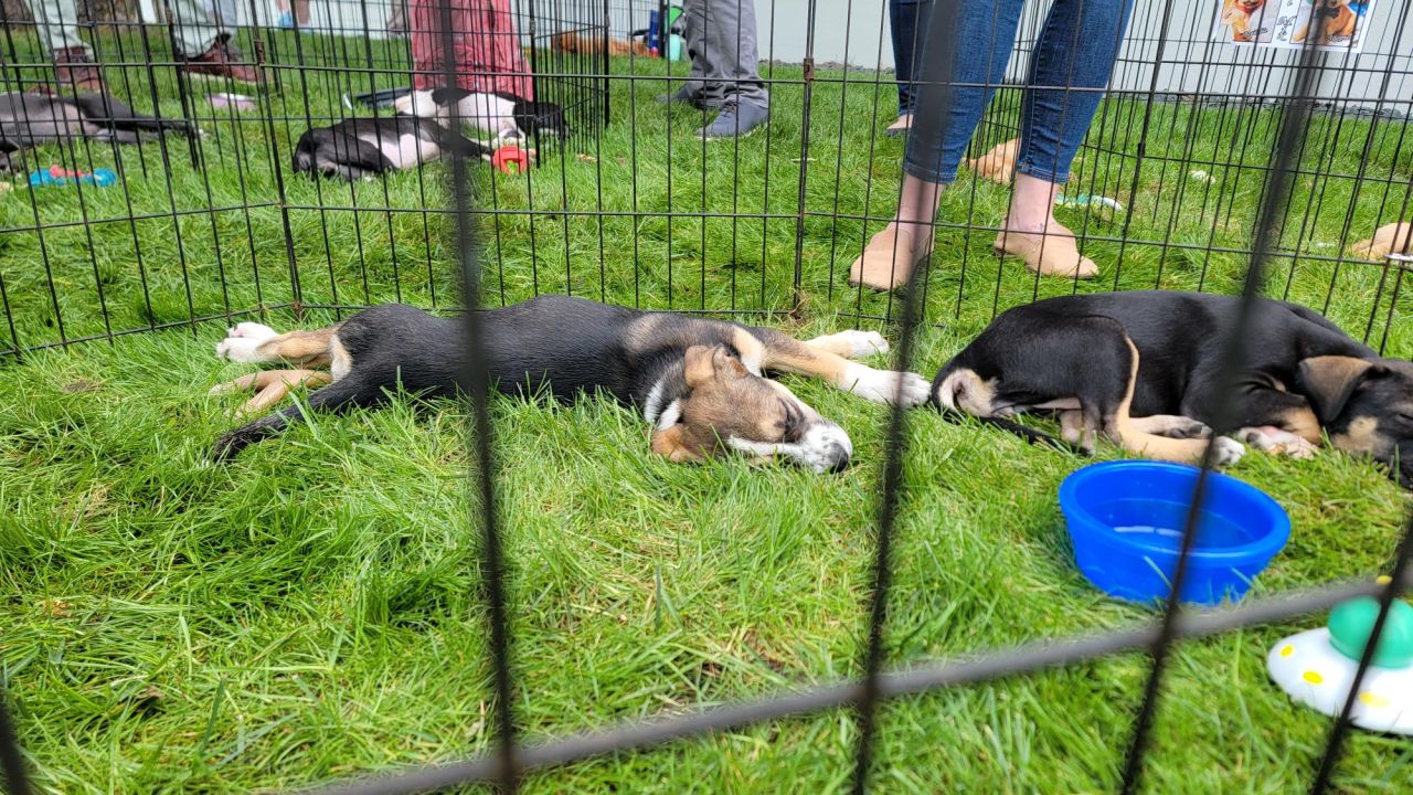 Puppies